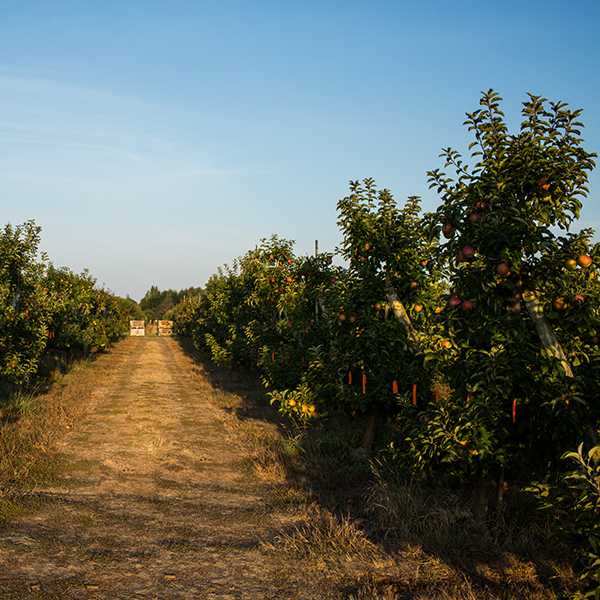 Farms