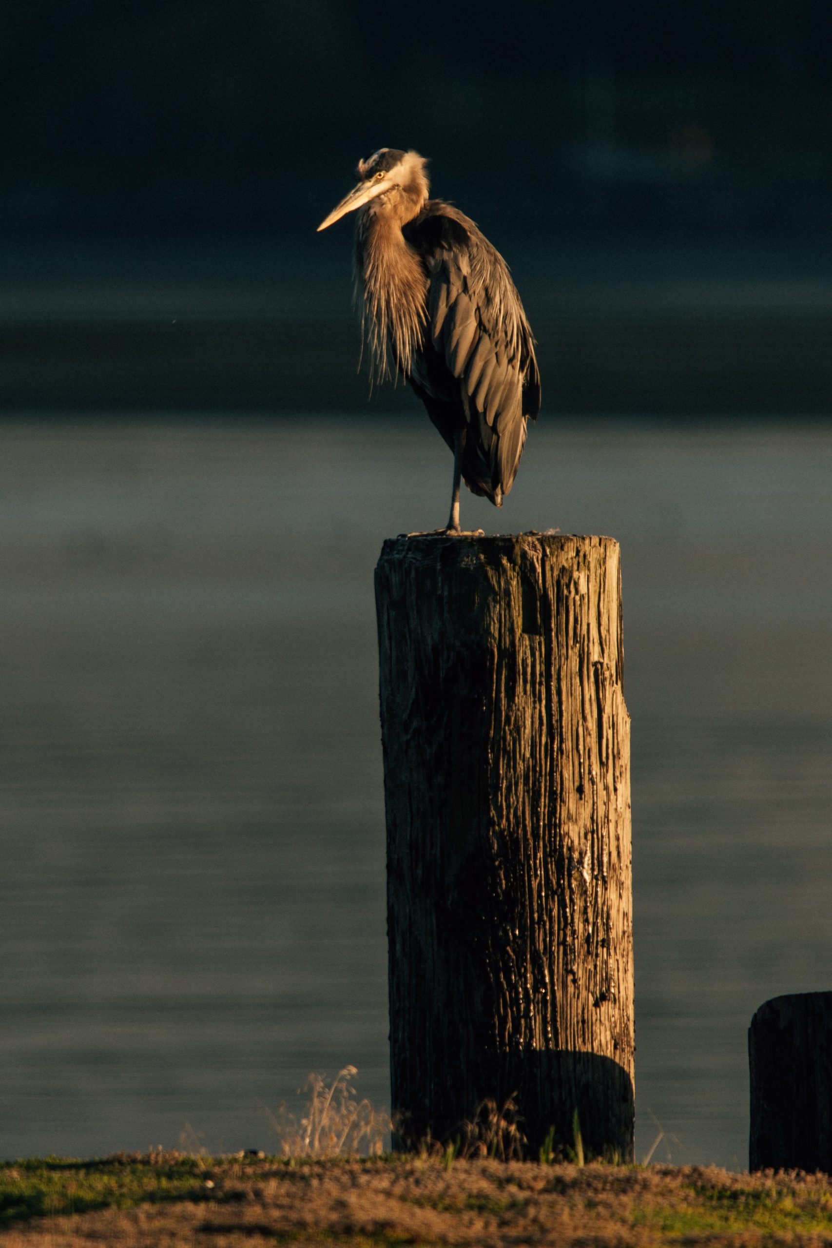 bird watching
